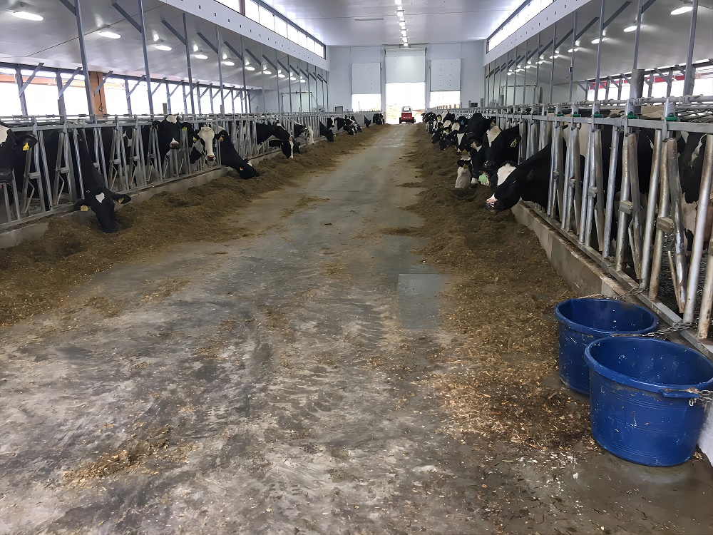 創(chuàng)新寵物友好型混凝土解決方案 4 IMG 0865